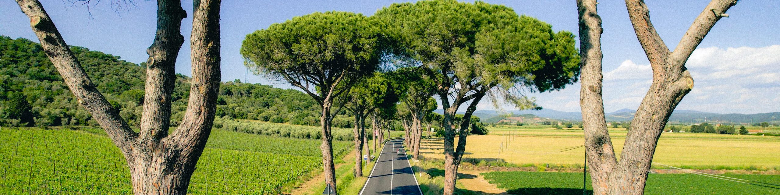 Tree lined tuscan road